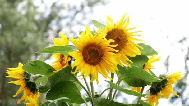 Girasol Joven Con Abejas Jardín — Vídeos de Stock