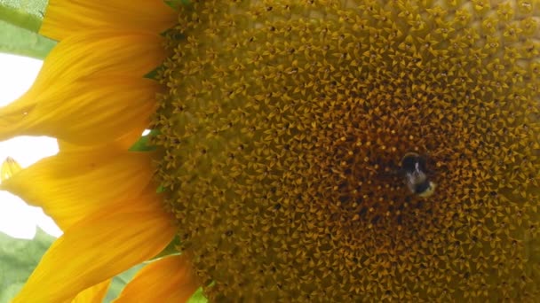 Подсолнух Пчелами Саду — стоковое видео