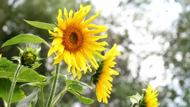 Girasol Joven Con Abejas Jardín — Vídeos de Stock