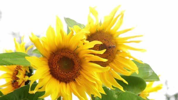 Junge Sonnenblume Mit Bienen Garten — Stockvideo