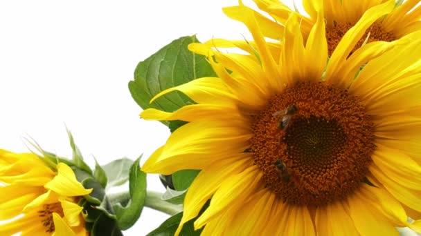 Jonge Zonnebloem Met Bijen Een Tuin — Stockvideo