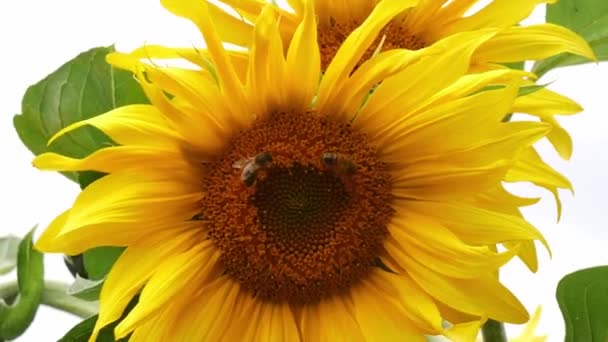 Mladá Slunečnice Včelami Zahradě — Stock video