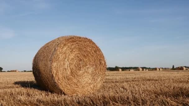 Rolled Haystack Field Sunset Time — Stock Video