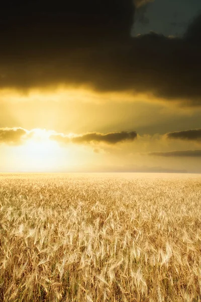 Pohled Při Západu Slunce Pšeničném Poli — Stock fotografie