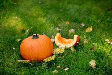 Olgun balkabağı yeşil çimlerin üzerinde