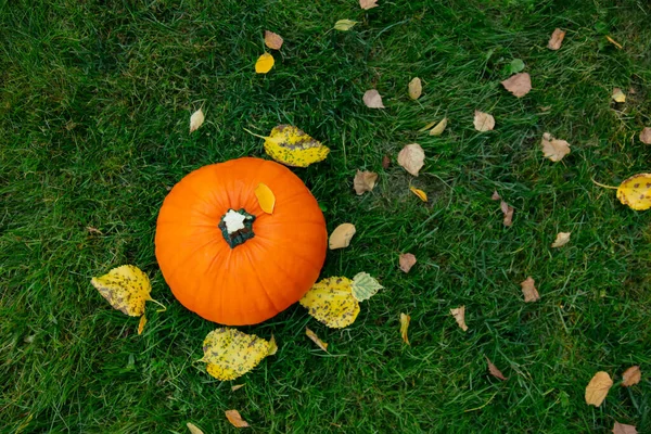 Calabaza Madura Hierba Verde —  Fotos de Stock