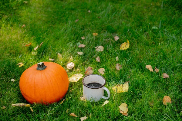 Citrouille Mûre Tasse Café Sur Herbe Verte — Photo