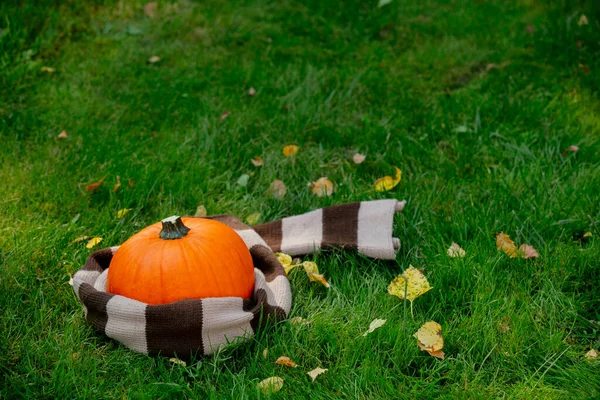 Mogen Pumpa Och Randig Halsduk Grönt Gräs — Stockfoto