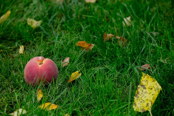 Verse Nectarine Perzik Het Groene Gras Tuin — Stockfoto