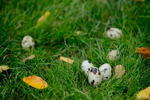 Wachteleier Auf Gras Garten — Stockfoto