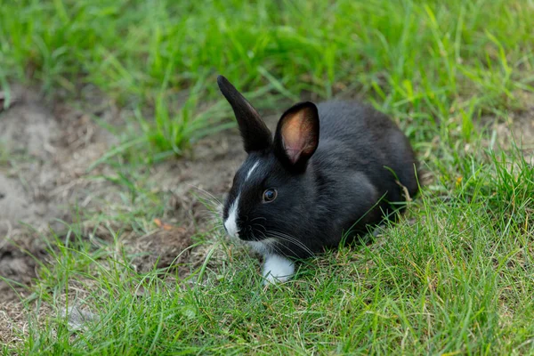 Parktaki Yeşil Çimenlikteki Küçük Siyah Tavşan — Stok fotoğraf