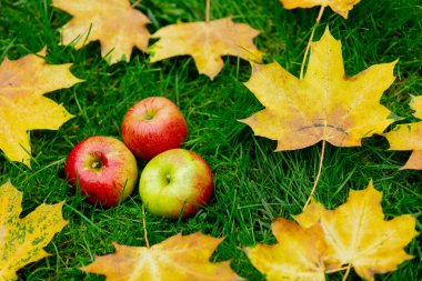Üç elma yeşil çimlerin üzerinde ve etrafında sarı yapraklar var. 