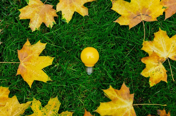 Pequeño Bulbo Amarillo Sobre Una Hierba Verde Con Hojas Alrededor —  Fotos de Stock