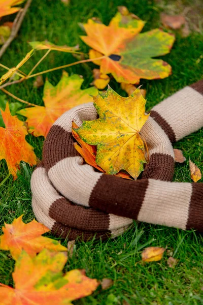 Classic Scarf Maple Leaves Green Grass Garden — Stock Photo, Image