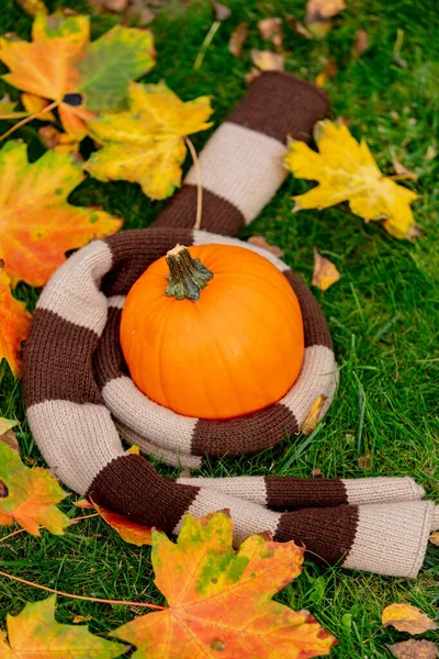 Bufanda Clásica Calabaza Con Hojas Arce Una Hierba Verde Jardín —  Fotos de Stock