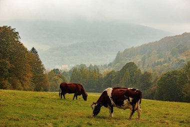 İnekler sonbaharda Sudetes 'de bir dağ çayırında otlarlar. Polonya 