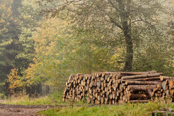 Troncos Pinheiros Serrados Floresta Outono Nos Sudetes Polônia — Fotografia de Stock