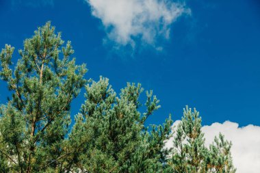Mavi gökyüzü arka planında, bulutlu çam ağacı tepesi.