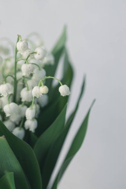 Yeşil yapraklı, vadideki güzel zambak.