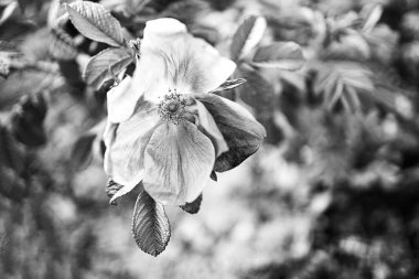 Güzel yabani gül çiçeği çalıların üzerinde, doğal yaşam alanında.