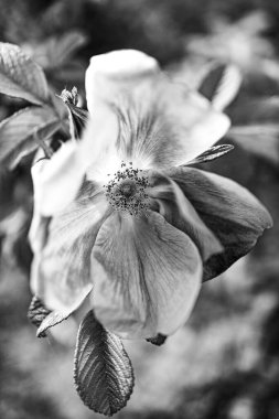 Güzel yabani gül çiçeği çalıların üzerinde, doğal yaşam alanında.