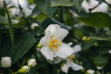 Güzel beyaz yasemin çiçeği bahçedeki çalıların üzerinde