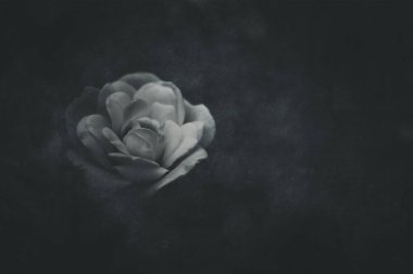 Bahçedeki çalıların üzerinde güzel beyaz bir gül