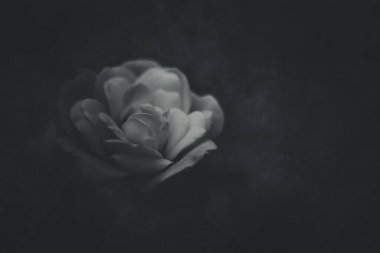 Bahçedeki çalıların üzerinde güzel beyaz bir gül