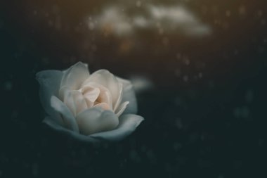 Bahçedeki çalıların üzerinde güzel beyaz bir gül