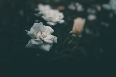 Bahçedeki çalıların üzerinde güzel beyaz bir gül