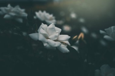 Bahçedeki çalıların üzerinde güzel beyaz bir gül