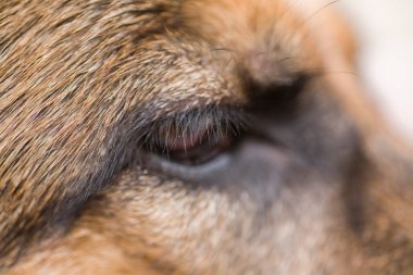 Bir Alman çoban köpeğinin güzel kahverengi gözü.,