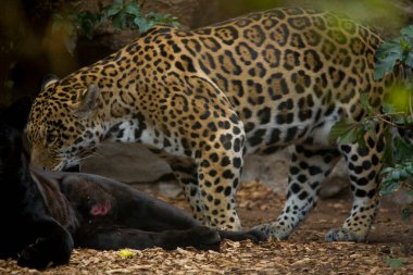 Güzel yetişkin leopar hayvanat bahçesi bahçesinde yatıyor.