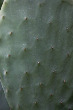 Güzel yeşil egzotik kaktüs bitkisi yakın planda ilginç bir arka plan oluşturuyor.