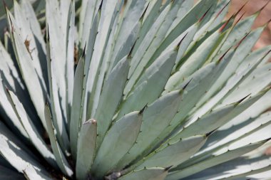 Güzel yeşil egzotik kaktüs bitkisi yakın planda ilginç bir arka plan oluşturuyor.