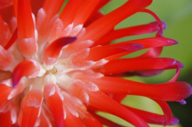 Güneşli bir yaz gününde, İspanya 'nın Tenerife adasındaki botanik bahçesinde yetişen güzel egzotik bir çiçek.