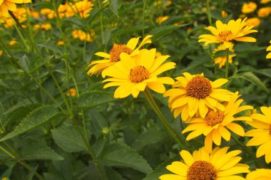 Bahçede yetişen güzel sarı çiçekler yeşil yaprakların arasında sıcak bir yaz gününde yakın planda.