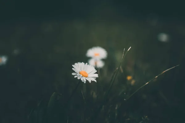 Красива Біла Маленька Ромашка Фоні Зеленої Трави Саду — стокове фото