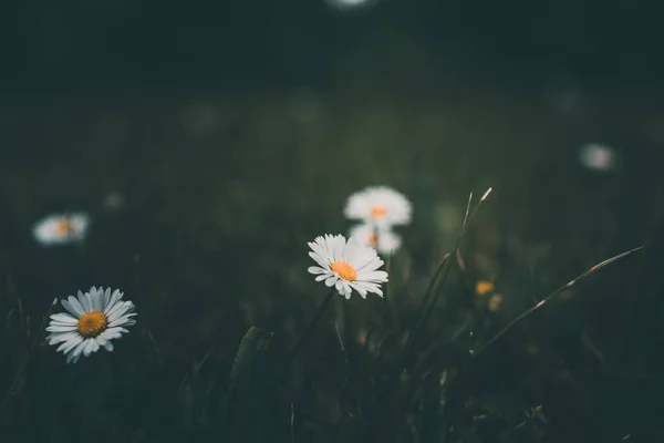 Красива Біла Маленька Ромашка Фоні Зеленої Трави Саду — стокове фото