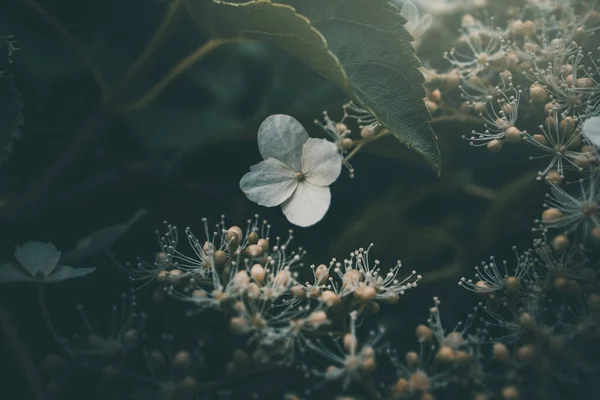 Красива Біла Маленька Квітка Кущі Саду — стокове фото
