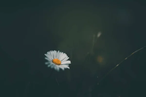 Hermosa Pequeña Margarita Blanca Fondo Hierba Verde Jardín — Foto de Stock