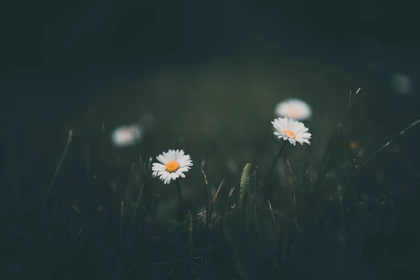 Bella Margherita Bianca Sullo Sfondo Erba Verde Giardino — Foto Stock