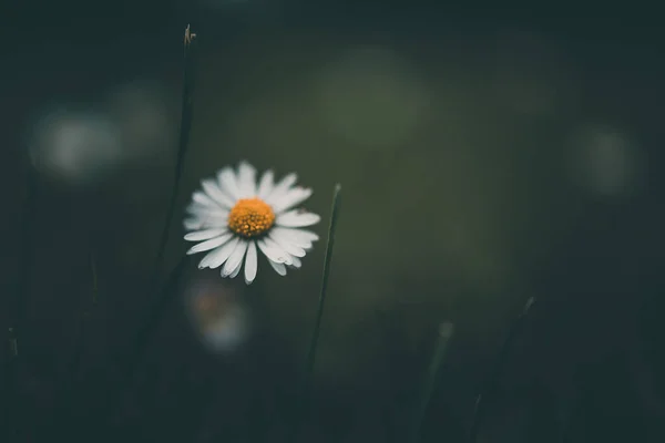 Bella Margherita Bianca Sullo Sfondo Erba Verde Giardino — Foto Stock