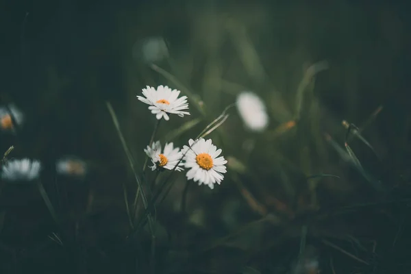 Bella Margherita Bianca Sullo Sfondo Erba Verde Giardino — Foto Stock