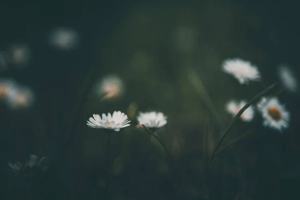 Krásné Bílé Malé Sedmikrásky Pozadí Zelené Trávy Zahradě — Stock fotografie