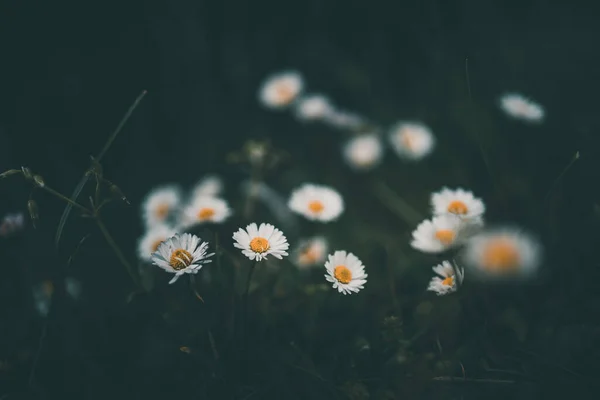Krásné Bílé Malé Sedmikrásky Pozadí Zelené Trávy Zahradě — Stock fotografie