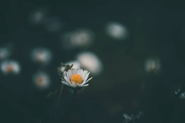 Krásné Bílé Malé Sedmikrásky Pozadí Zelené Trávy Zahradě — Stock fotografie