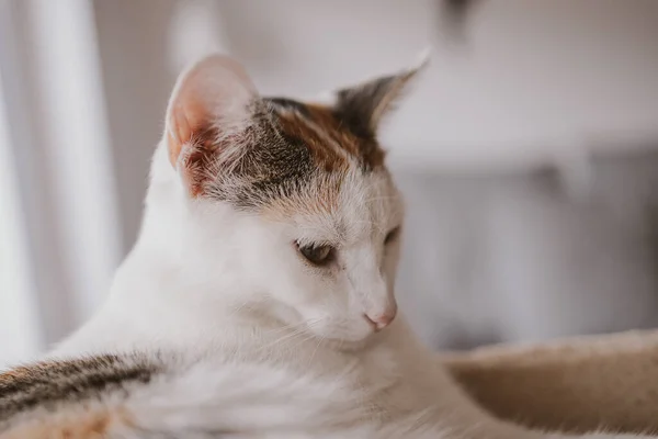 Schöne Süße Kleine Weiß Rote Katze Nahaufnahme Katze — Stockfoto