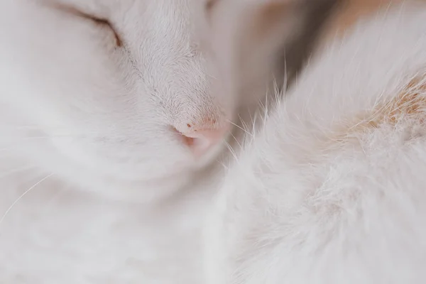 Mooi Schattig Klein Wit Rood Slapen Kat Closeup — Stockfoto