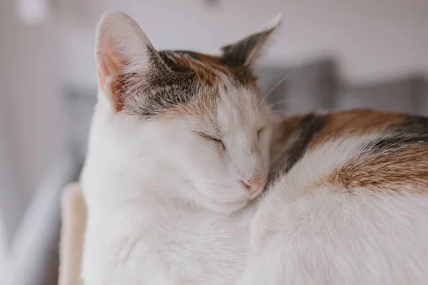 Vacker Söt Liten Vit Röd Sovande Katt Närbild — Stockfoto
